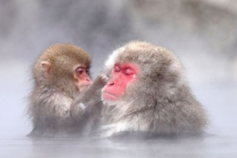 SNOW MONKEY RESORTS